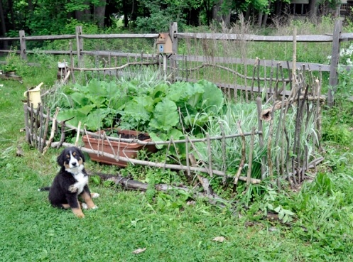 a job well done Finnegan's Fence Finished