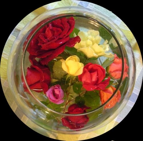 all the roses e'er...all the roses that are blooming