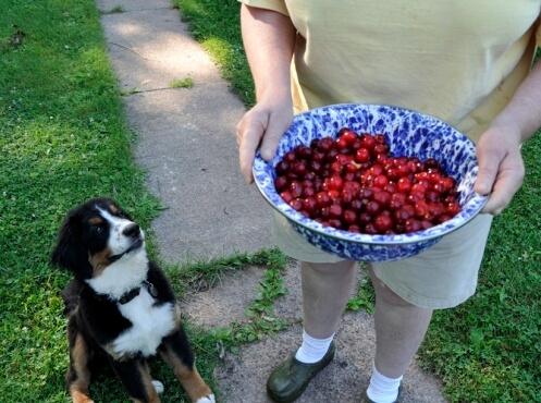bowl full of cherries