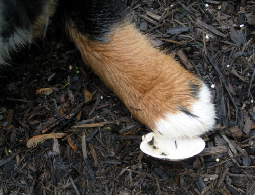 claiming clamshell claiming clamshell