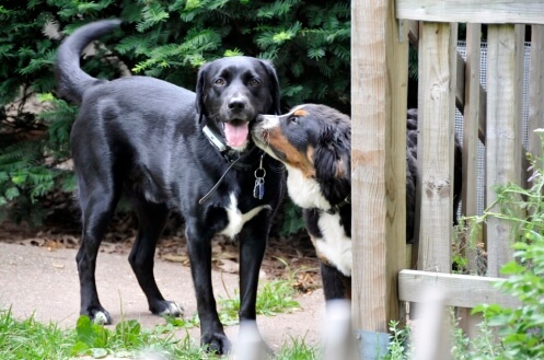 Finnegan and Jed finally meet on the same side of the fence