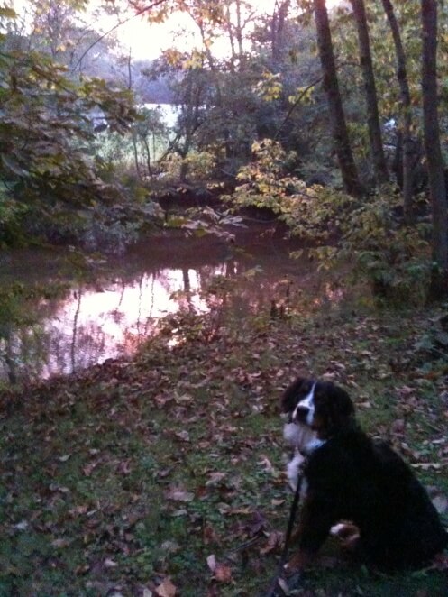 creekside morning