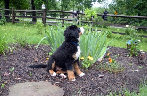 posing with the irises Almost as tall as the Irises
