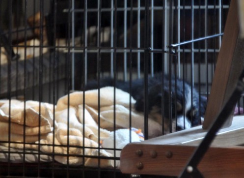 sleeping-on-the-job sleeping-on-the-job