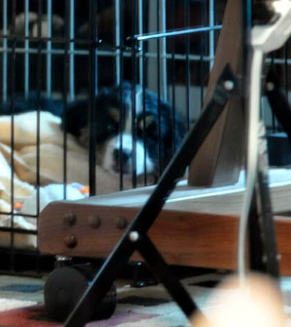 the-apprentice-finn the-apprentice-finn